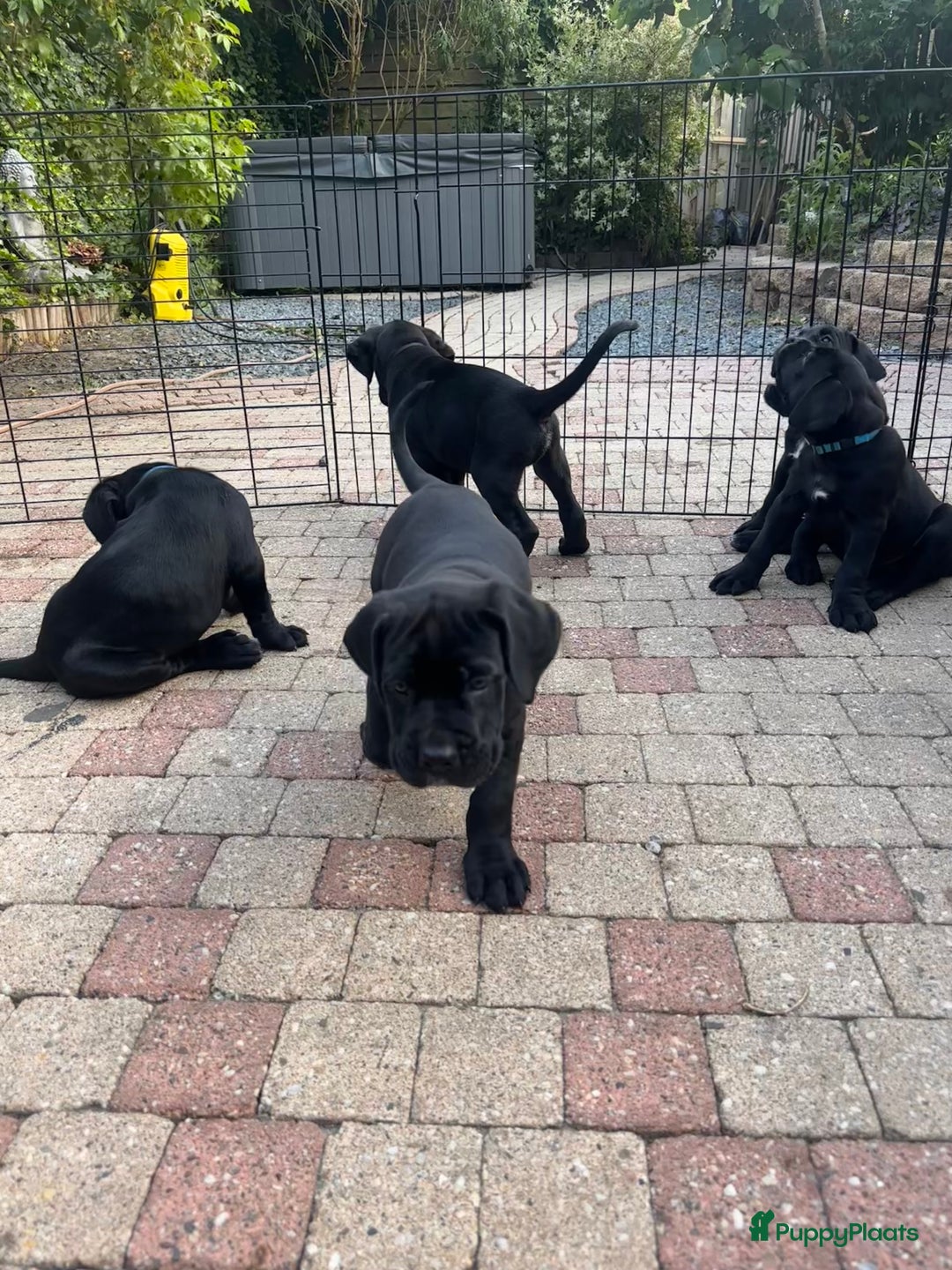 Cane Corso honden te koop: Cane corso 7 puppy’s - Afbeelding 15