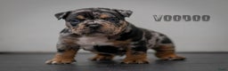Amerikaanse Bully honden te koop: American Bully pocket  - Advertentie 4