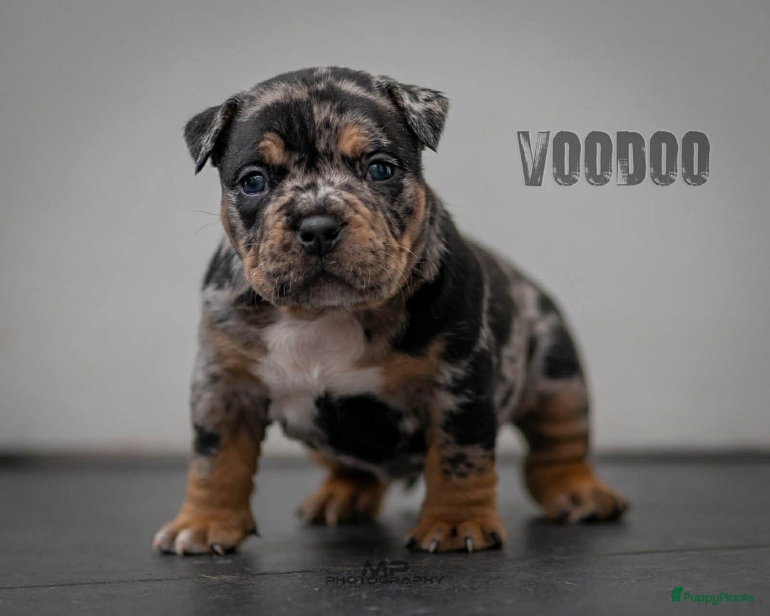 Amerikaanse Bully honden te koop: American Bully pocket  - Advertentie 4