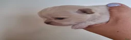 Chihuahua honden te koop: 2 chihuahua teefjes - Advertentie 7
