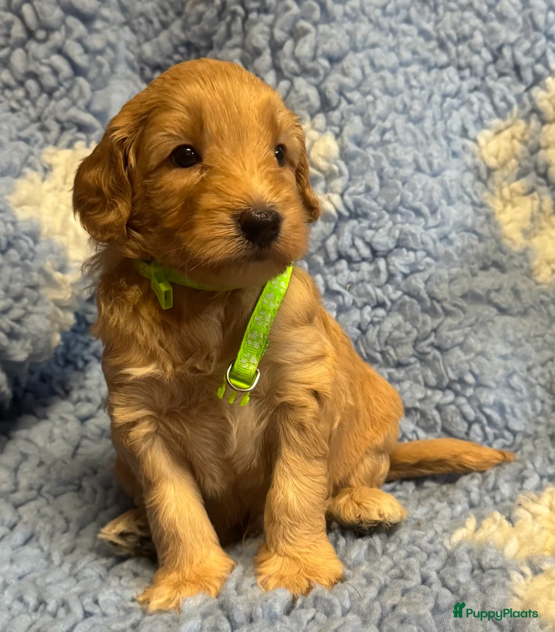 Australian Labradoodle honden te koop: te koop Australian labradoodles - Advertentie 6