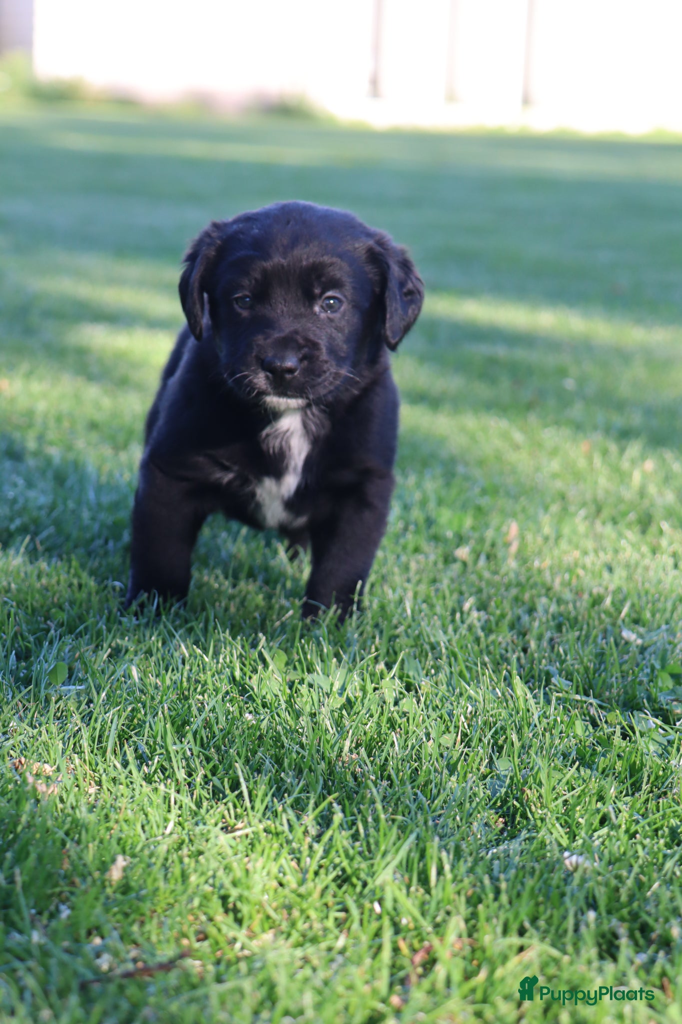 Kruising honden te koop: Prachtige labradorpups kruising  in Someren - Advertentie 10