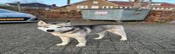 Siberische Husky honden ter dekking: Siberische Husky - Advertentie 2