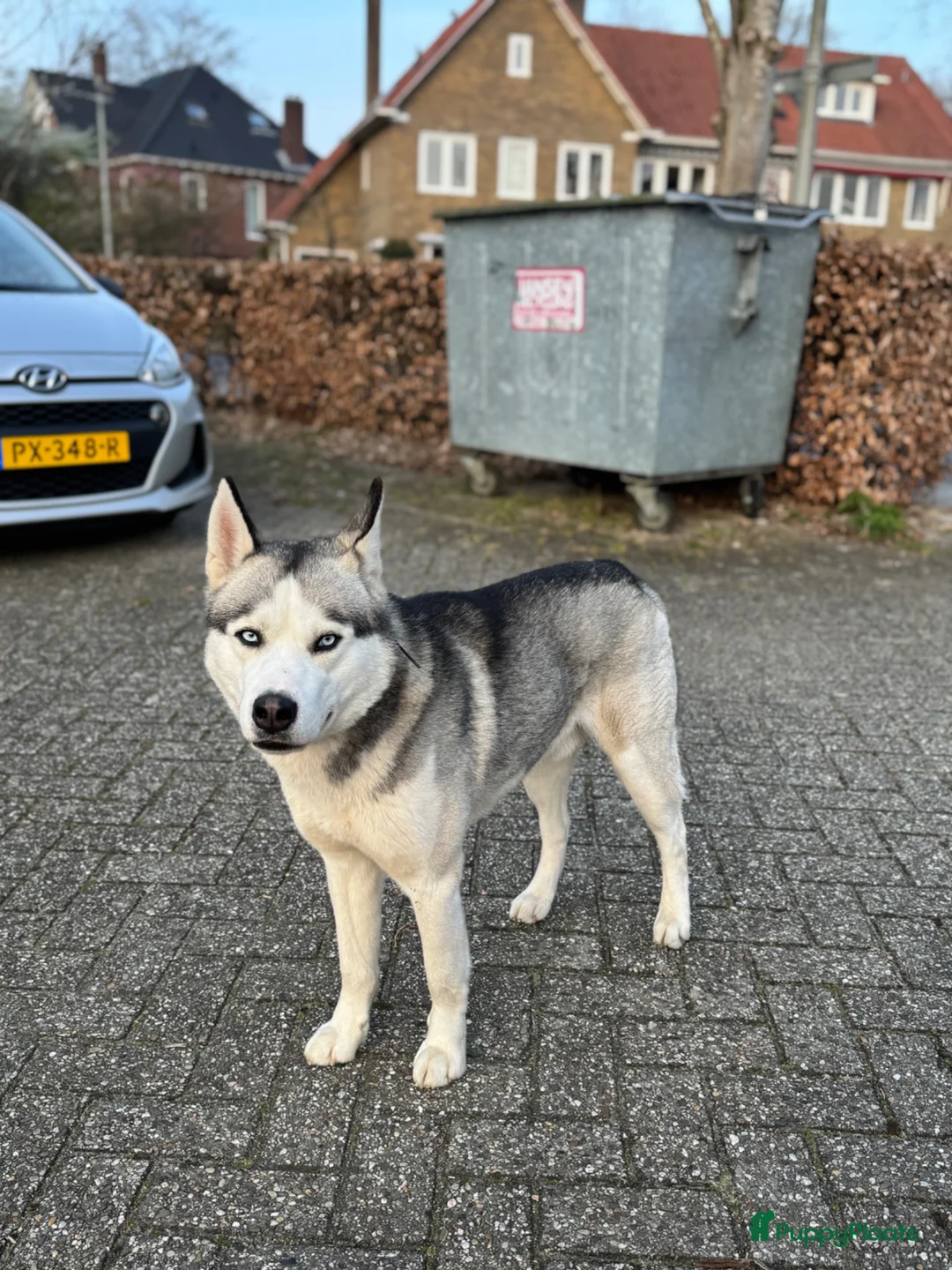 Siberische Husky honden ter dekking: Siberische Husky - Advertentie 2