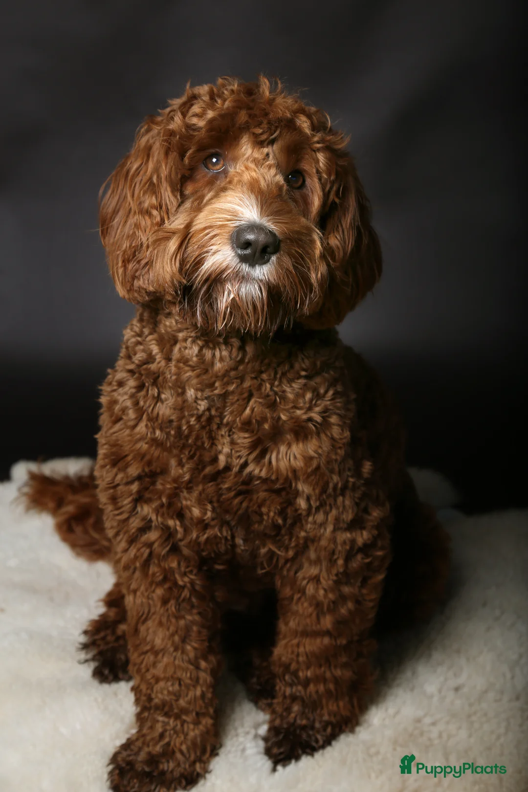 Australian Labradoodle honden ter dekking: Dekreu Australische Labradoodle  - Advertentie 6