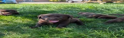 Labrador Retriever honden te koop: Prachtige super sociale labrador pups  - Advertentie 20