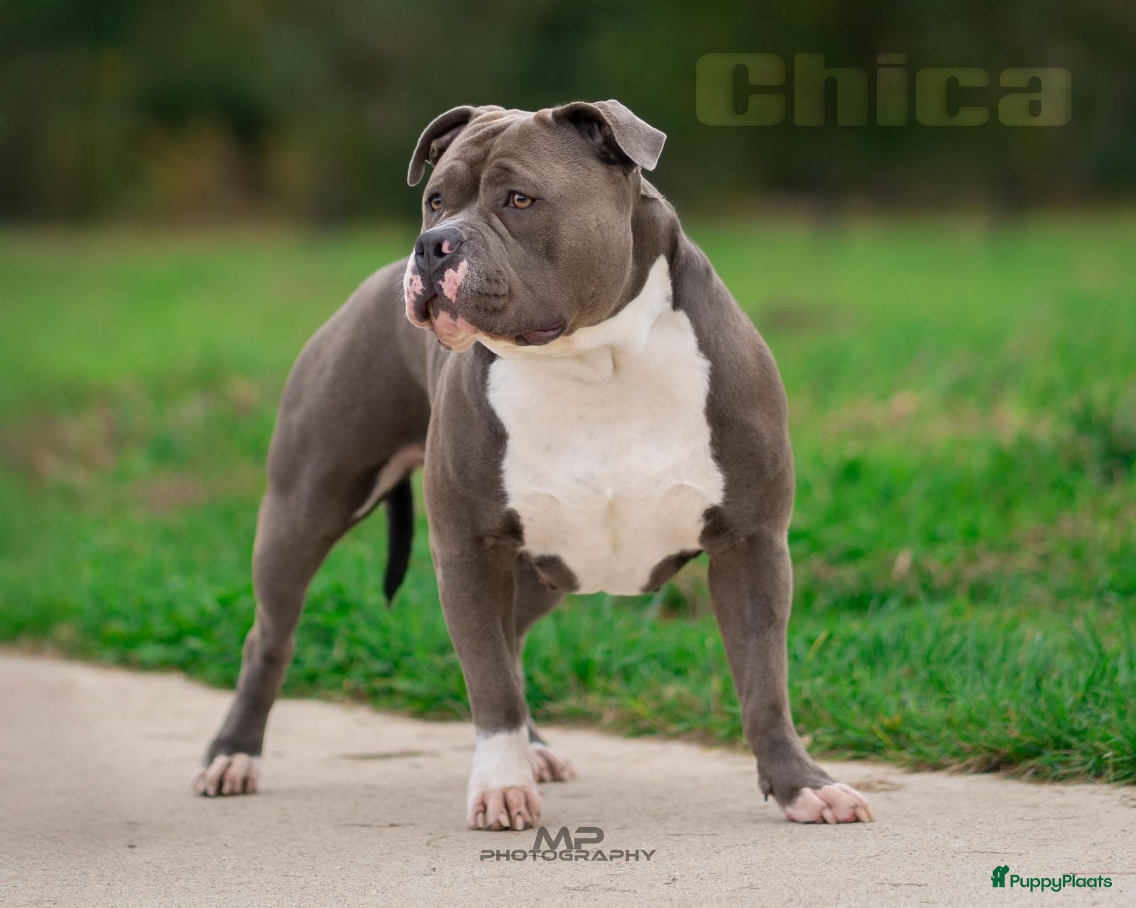 Amerikaanse Bully honden American Bully XL pups verwacht - Advertentie 1