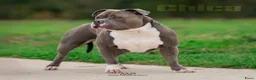 Amerikaanse Bully honden te koop: American Bully XL pups verwacht in Loosdrecht - Advertentie 1