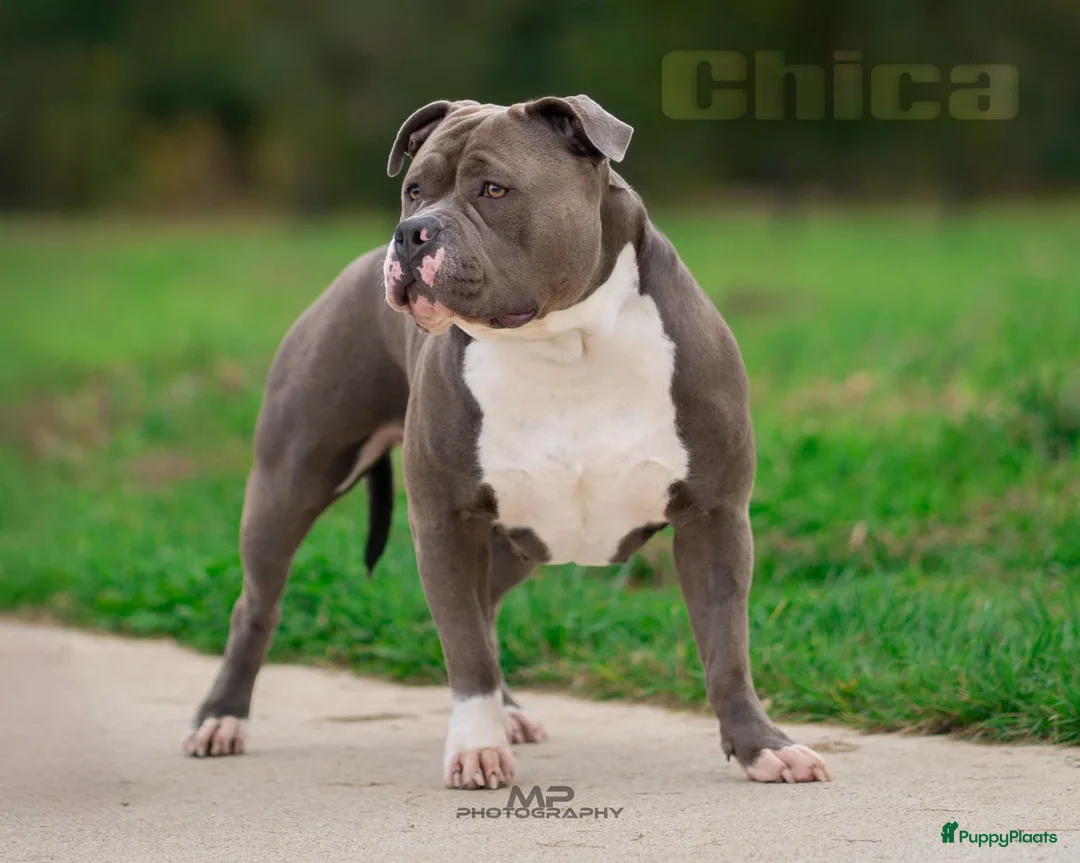 Amerikaanse Bully honden te koop: American Bully XL pups verwacht in Loosdrecht - Advertentie 1