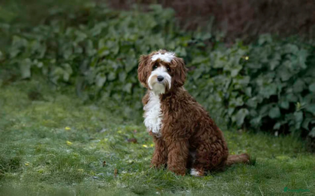 Australian Labradoodle honden te koop: Te koop mini Australian Labradoodles met stamboom - Advertentie 3