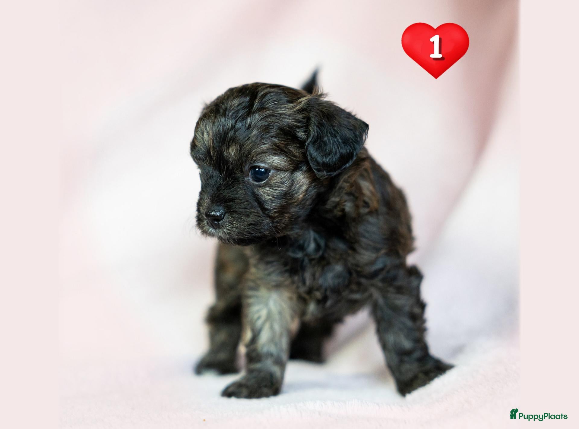 Kruising honden te koop: Prachtige Chi-doodle pups (chihuahua-toypoedel) - Advertentie 2