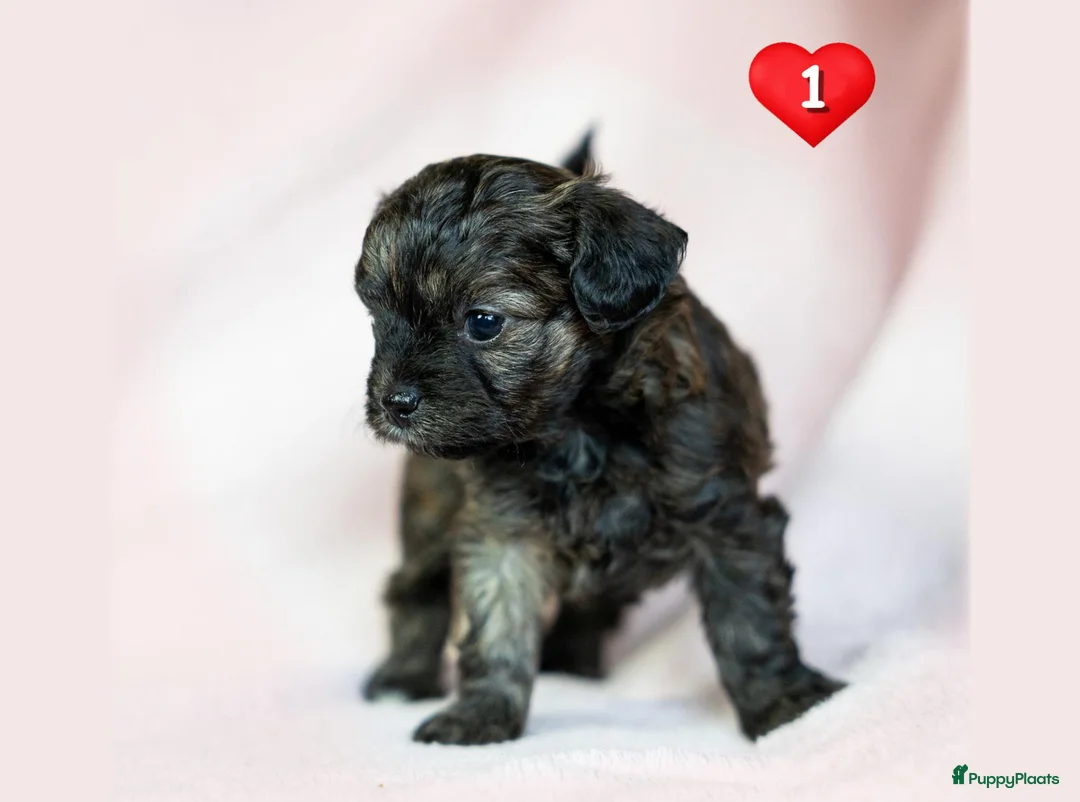 Kruising honden te koop: Prachtige Chi-doodle pups (chihuahua-toypoedel) - Advertentie 2
