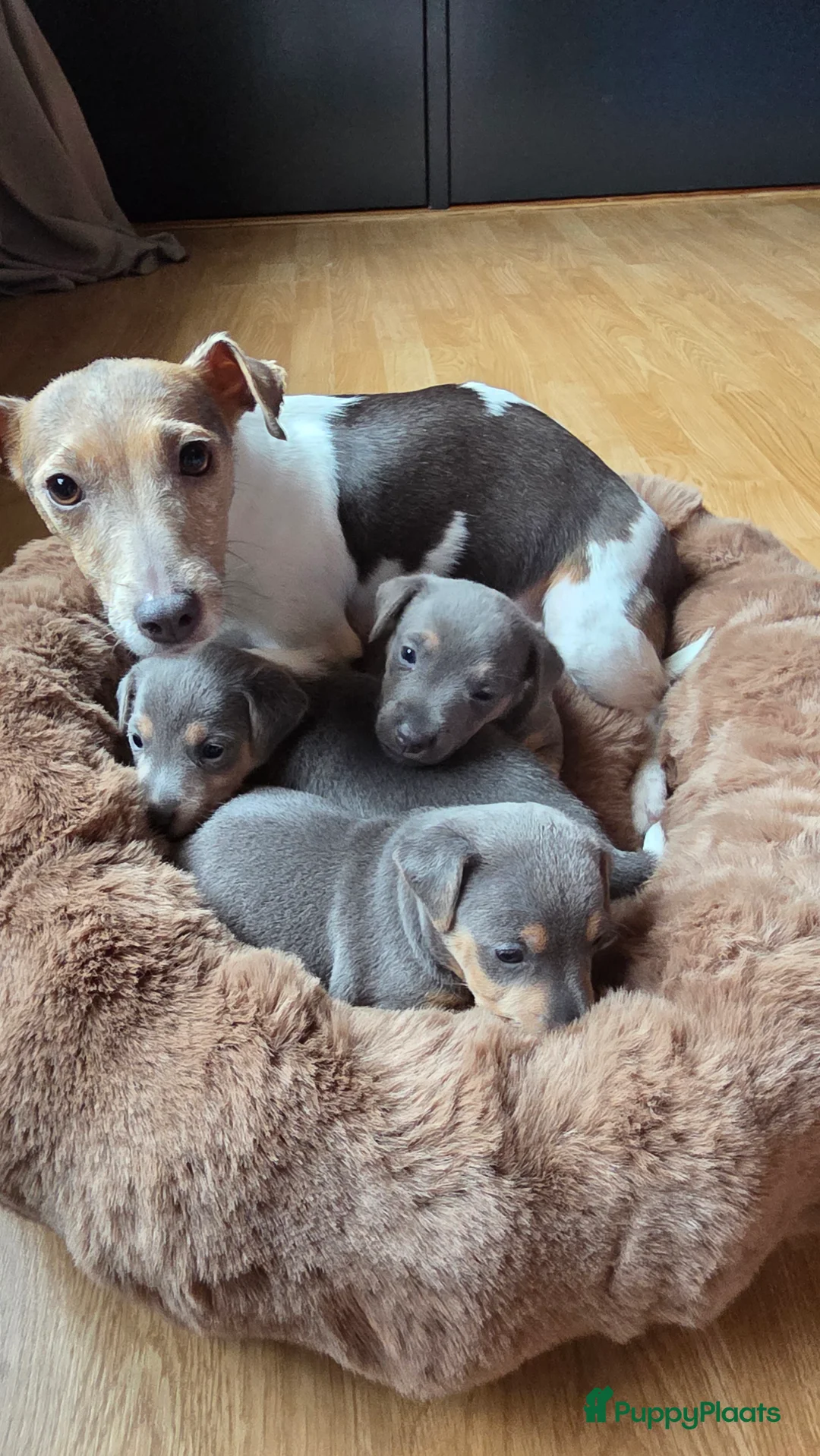 Jack Russel Terriër honden te koop: Prachtig nestje Jack Russell pups - Advertentie 8