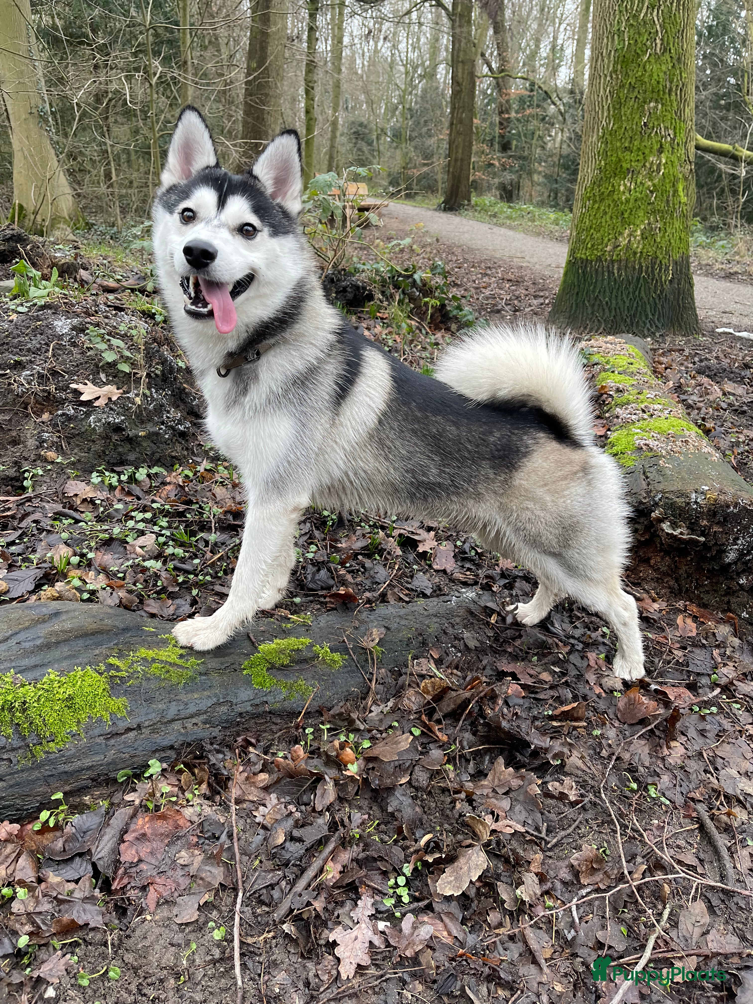 Pomsky honden Pomsky - Dekreu geboden - Advertentie 2
