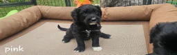 Bearded Collie honden te koop: Bearded Collie outcross - Advertentie 6