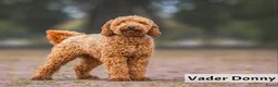 Labradoodle honden te koop: Prachtige  medium abricot labradoodles - Advertentie 19
