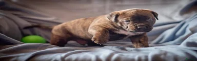 Pup 1