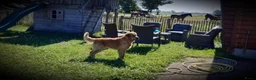 Kruising honden te koop: Eurasier/Duitse Herder x Golden Retriever pups - Advertentie 6