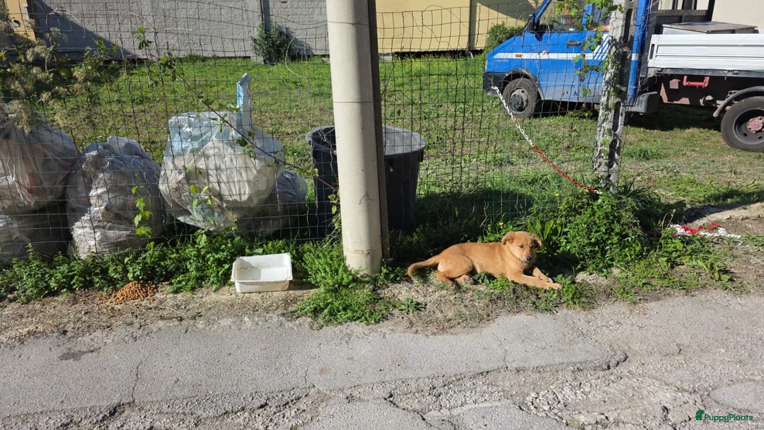 Kruising honden te koop: Ferdy zoekt gouden.mandje - Advertentie 3