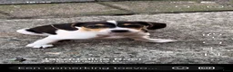 Boerenfox honden te koop:  boerenfox puppy s - Advertentie 7