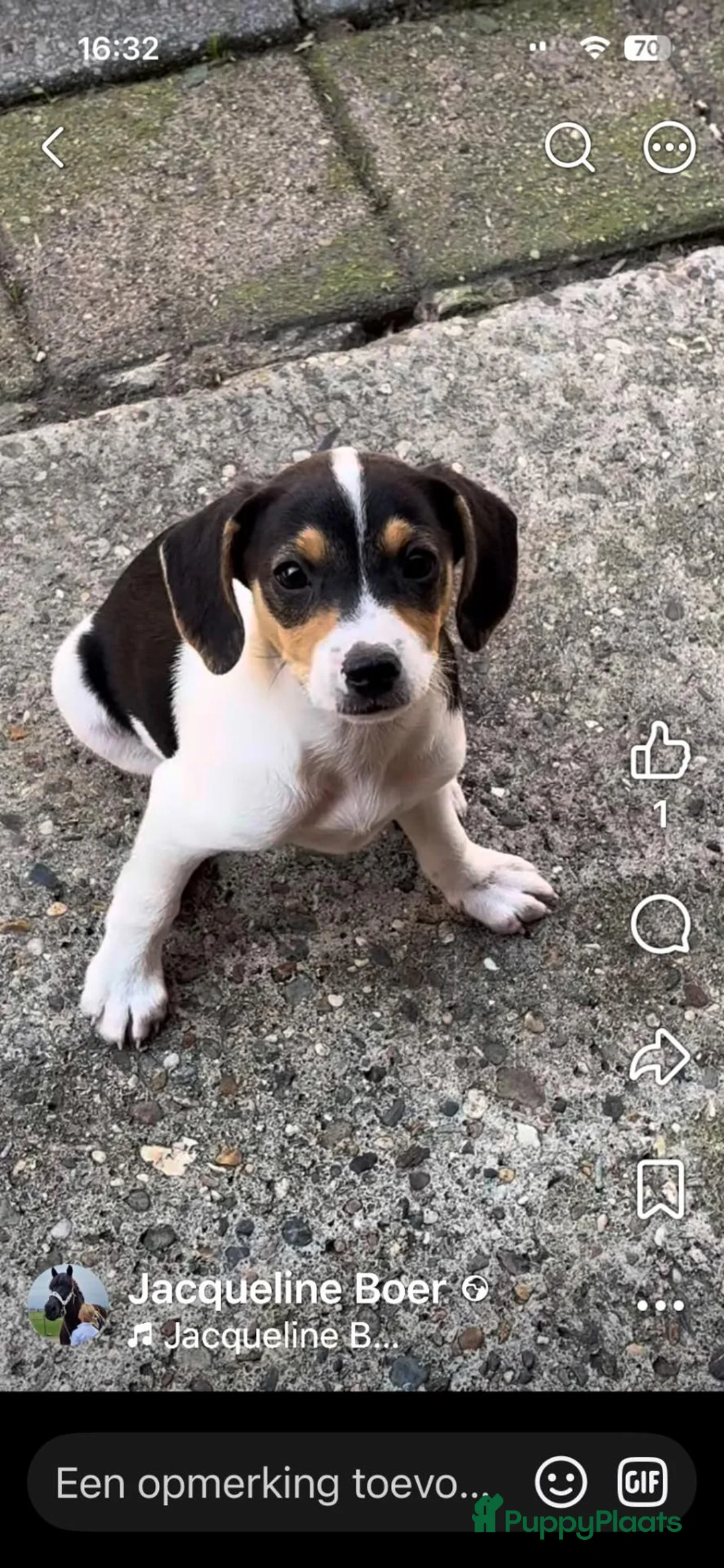 Boerenfox honden te koop:  boerenfox puppy s - Advertentie 7