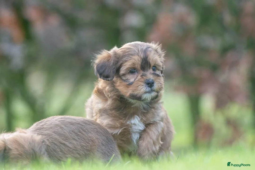 Shihpoo honden te koop: mooie kleinblijvende shihpoo doodle mini  - Advertentie 13