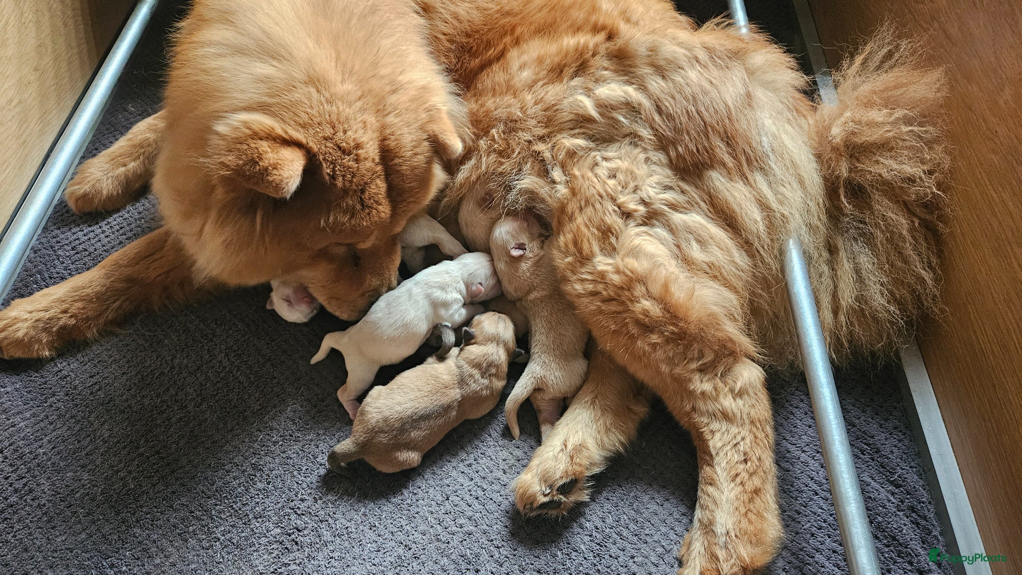 Chow Chow honden Zeer mooie chow chow pups  - Advertentie 1