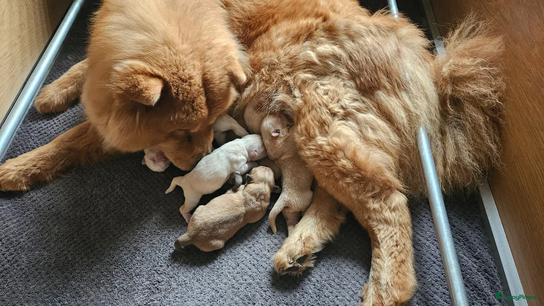 Chow Chow honden te koop: Zeer mooie chow chow pups  - Advertentie 1