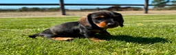 Ruwhaar Teckel honden te koop: Kaninchen Dwergteckel Ruwhaar met stamboom - Advertentie 3
