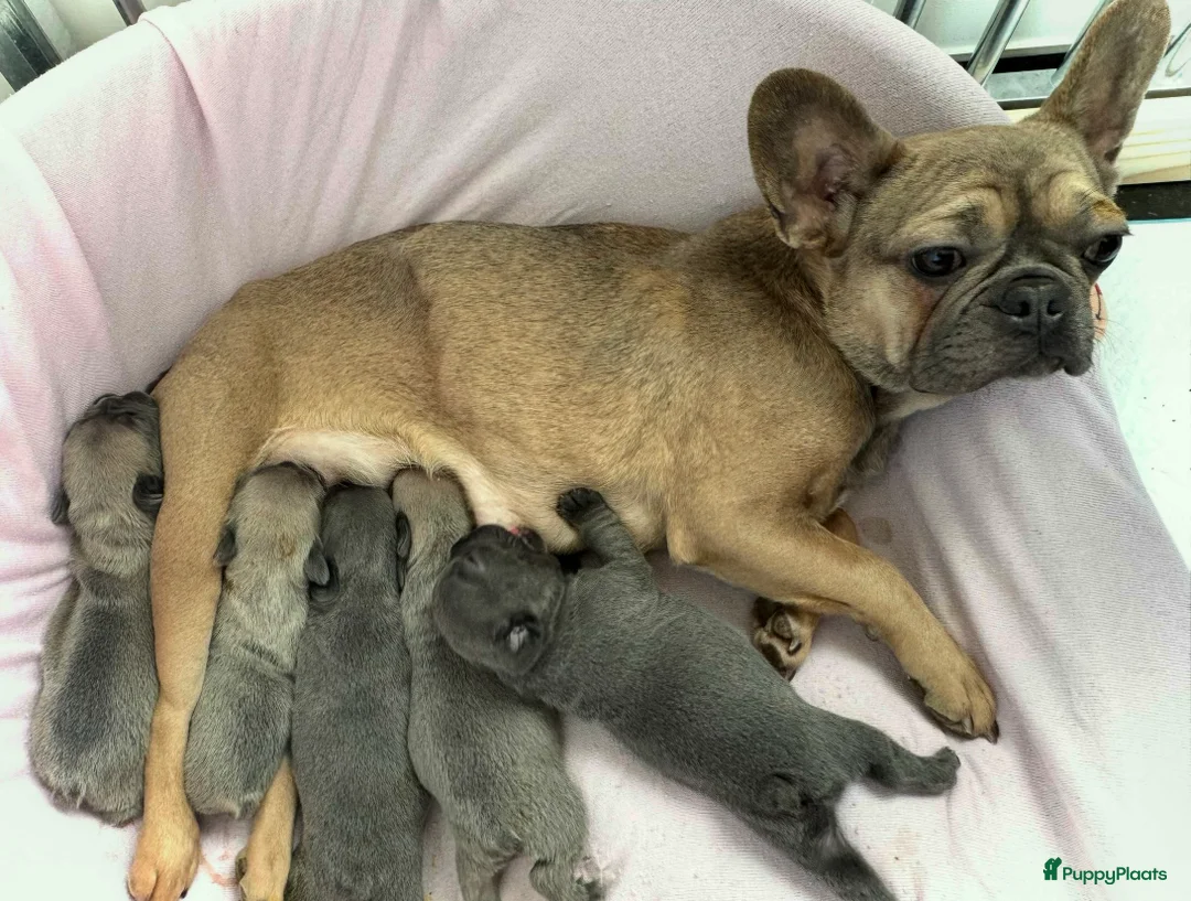 Franse Bulldog honden te koop: Franse bulldog pups , beide ouders aanwezig  - Advertentie 5