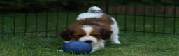 Kooikerhondje honden te koop: Raszuivere Kooikerpup reu. - Advertentie 1