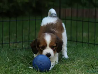 Kooikerhondje honden Raszuivere Kooikerpup reu. - Advertentie 6