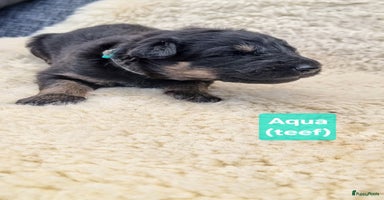 Kruising honden - Advertentie 2