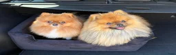 Pomeriaan honden te koop: Pomeriaan pups - Advertentie 5
