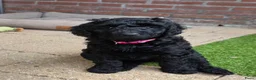 Kruising honden te koop: Super lieve goldendoodle X A labradoodle pups - Advertentie 5