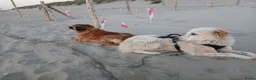 Kruising honden te koop: NEVE ZOEKT BAASJE - Advertentie 3