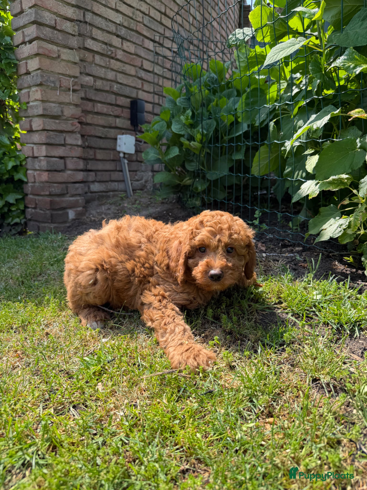 Labradoodle honden te koop: Mini Doodle (Dwergpoedel x Labradoodle) - Advertentie 9