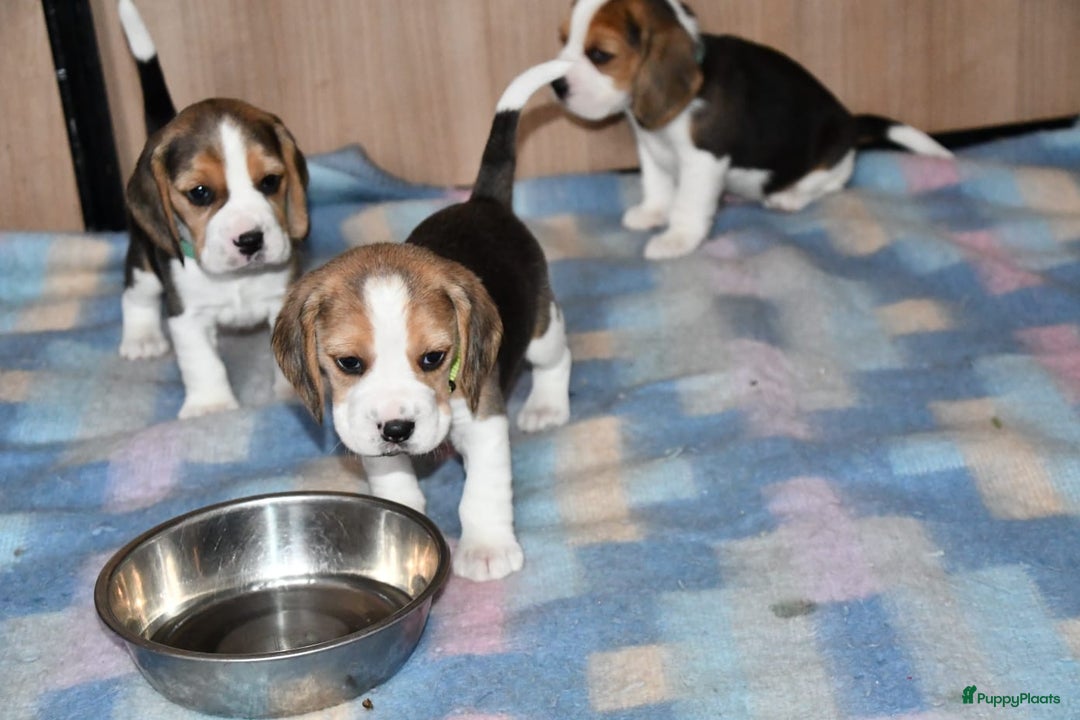 Beagle honden te koop: Prachtige Beagle pups - Advertentie 5