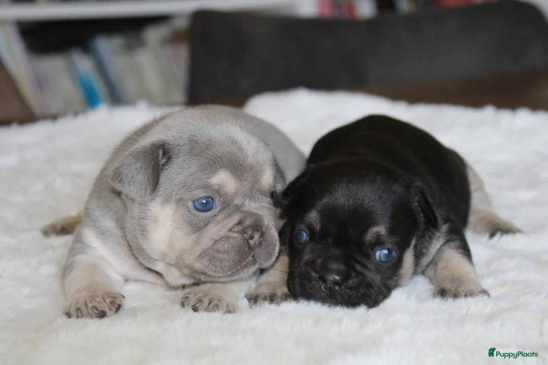 Franse Bulldog honden te koop: Franse Bulldog pups goed opgevoed- België  - Advertentie 2