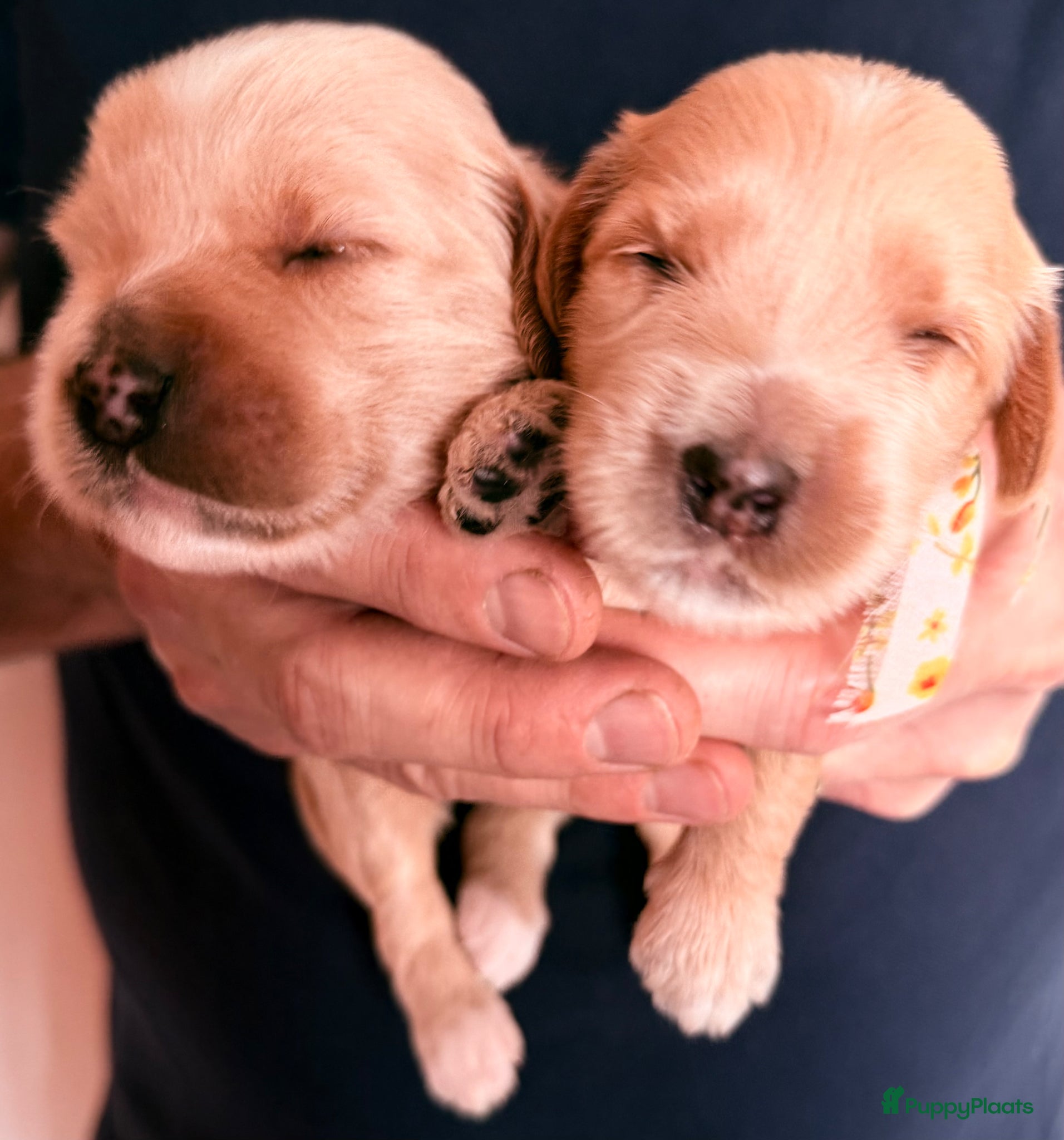 Australian Labradoodle honden Medium Cobberdog x Australian Labradoodle pups - Advertentie 1