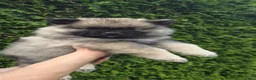 Keeshond honden te koop: Grote grijze keeshond puppy's  - Advertentie 14