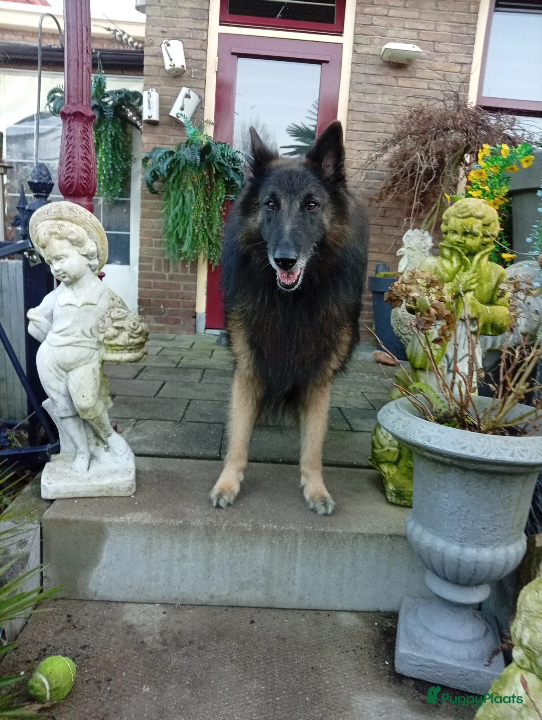 Kruising honden te koop: 2 tervurense teefjes pups  - Advertentie 3