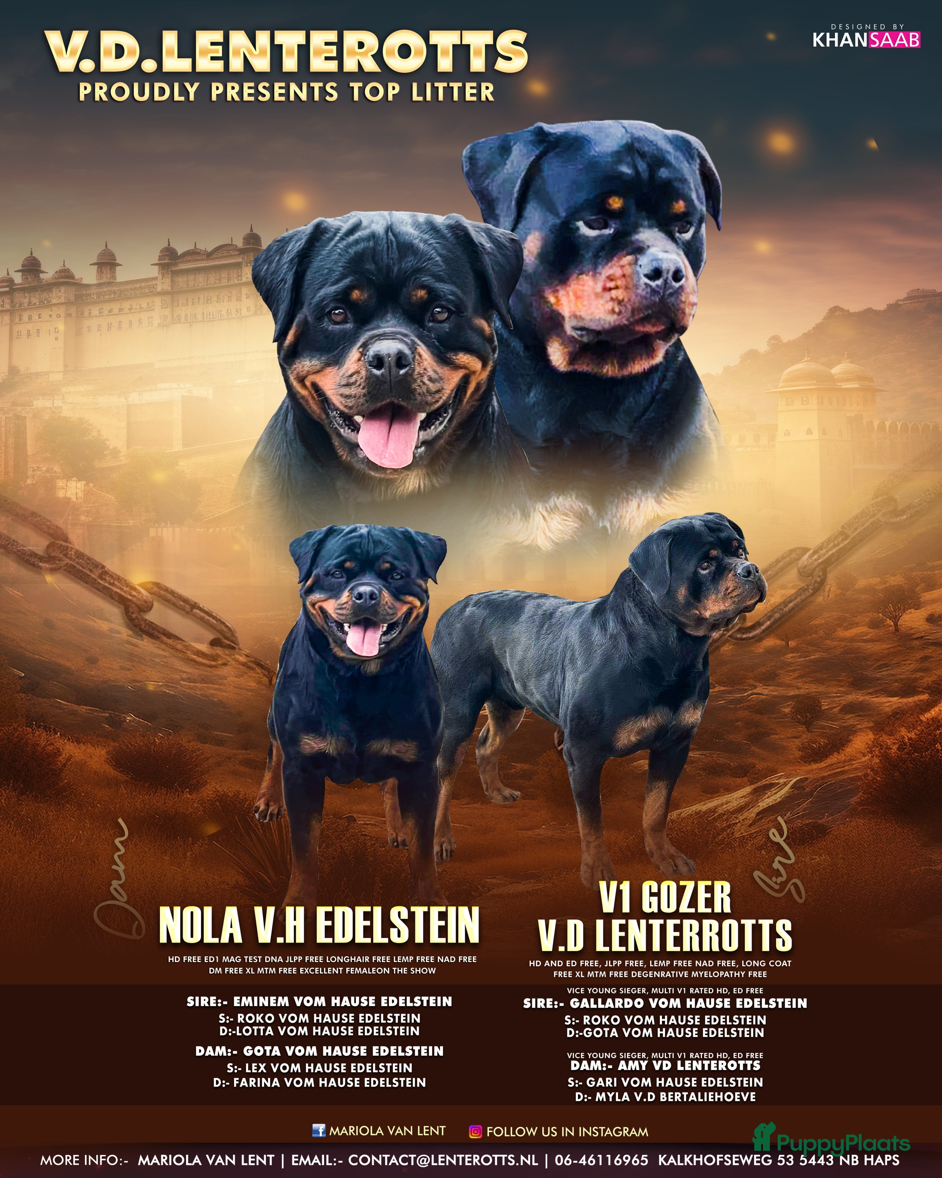 Rottweiler honden Nola en Gozer - Advertentie 1