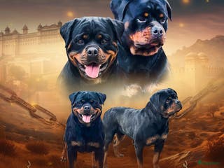Rottweiler honden te koop: Nola en Gozer - Advertentie 1