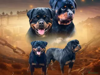 Rottweiler honden Nola en Gozer - Advertentie 4