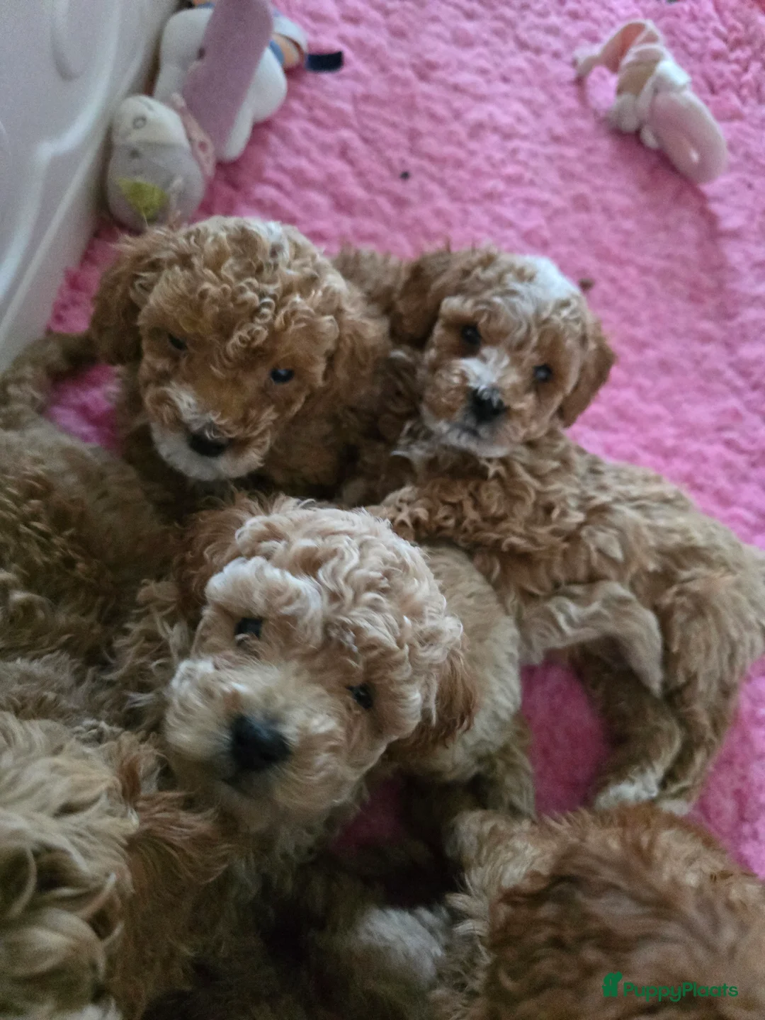 Maltipoo honden te koop: Mooie Maltipoo / toy poedel pup pups - Advertentie 34
