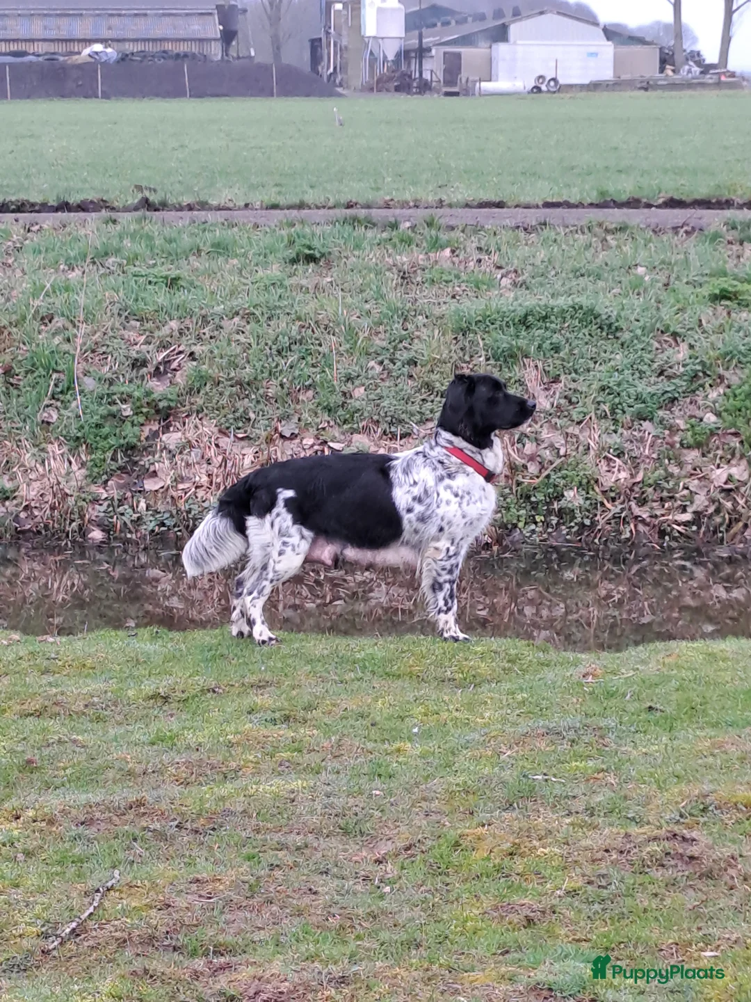 Friese Stabij honden te koop: Prachtige Friese Stabij pups in Herwijnen - Advertentie 1