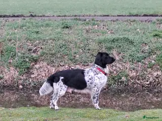Friese Stabij honden Prachtige Friese Stabij pups in Herwijnen - Advertentie 1