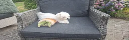 Maltezer honden te koop: Maltezer leeuwtje pup. Rasecht. Ouders aanwezig - Advertentie 9