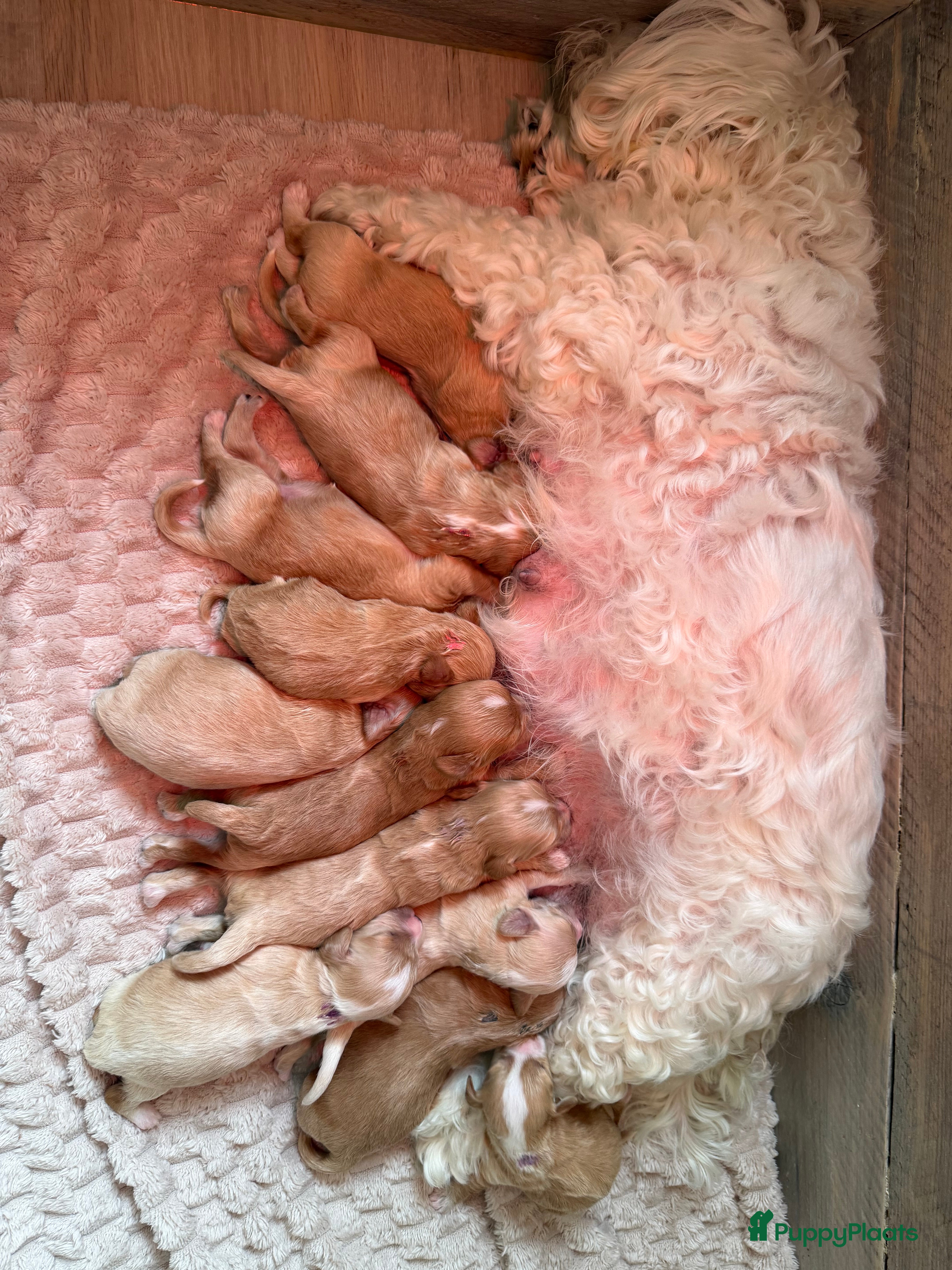 Maltipoo honden MALTIPOO PUPS🩷🩵 - Advertentie 1